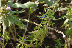Hydrolea zeylanica
